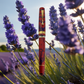 ASC Dreams Of Provence France Bespoke 2025 - Fountain Pen